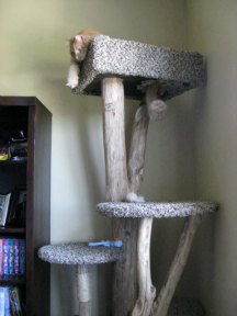 customer cat tree