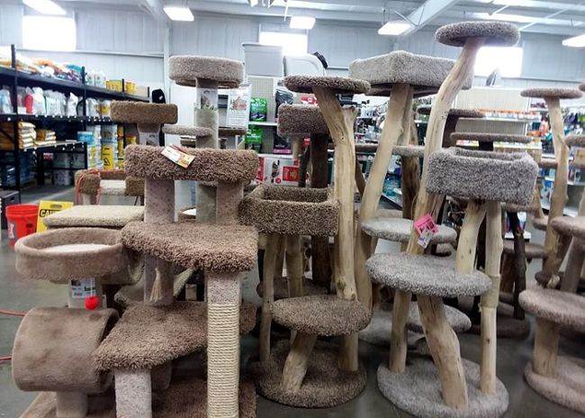 Cat Trees